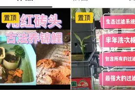 红砖当底砂古法养鱼，用最省的钱养省心的鱼图片