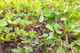 花生减产严重，就因为防不住这两种病！今年怎么防控？图片