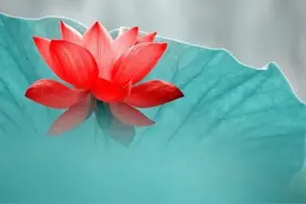 “六月初六5不做，家业兴旺诸事顺”，今日六月初六，莫犯了忌讳图片