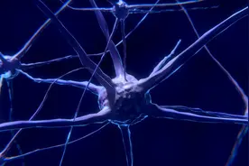 植入老鼠的“人脑”有视觉反应图片