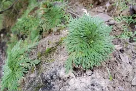 生于岩石缝内，人称“还魂草”，民间将它晾干，却变值钱，罕见图片