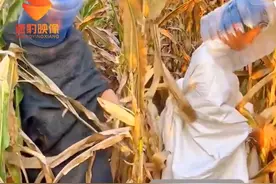 男子自制掰玉米神器防划伤图片