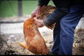 小伙深山艳遇（三）图片