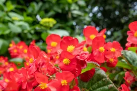 早市上买来的四季海棠，阳光下放置一周，叶片绿油油，非常好看图片