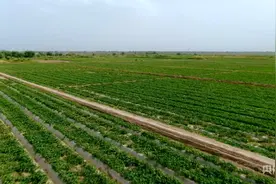 新疆伽师县15万亩双膜伽师瓜抢“鲜”上市图片