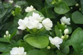 这花堪称“活香水”，摆客厅，空气更清新！图片