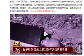 新西兰拟2050年消灭所有老鼠图片