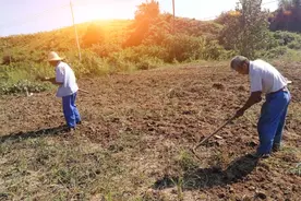 2022年“粮食直补”即将发放，你预计今年会领到多少钱？图片