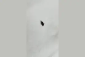 谁认识这是什么虫子图片