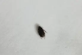 谁认识这是什么虫子图片