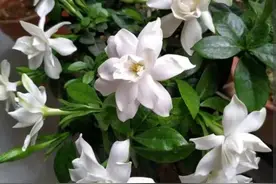 栀子花有“3喜1怕”，做对了枝叶繁茂，花朵长满枝头图片