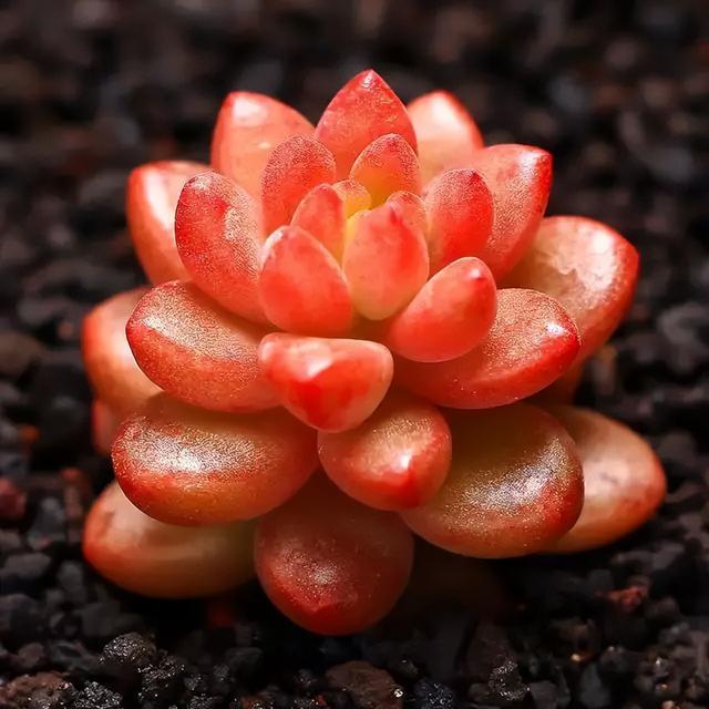 270种常见多肉图谱，一分钟认全！