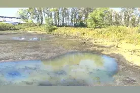 哈尔滨发现上百斤巨蟒，吃光三四千斤鱼，抽干一塘水才将其抓住图片