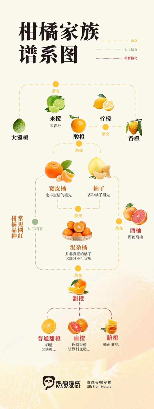 中国吃橙子地图