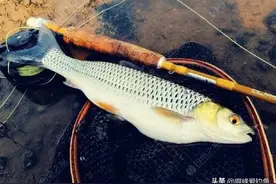 眼红身青，常被误认为是草鱼，灵活多动的它，为何被人叫“蠢鱼”图片