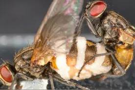 疯狂向尸体求爱、屁股放“烟花”，苍蝇疑似被操控，或成僵尸傀儡图片