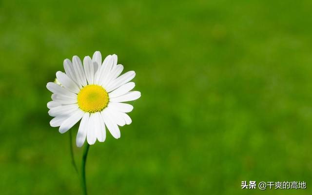 散文丨格 致：爱情故事