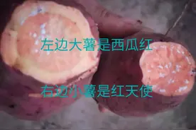 超短蔓红薯红天使来历图片