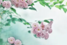 一念青梅落，一念相思长，半城烟雨始入画，一笺清夏浅浅来图片