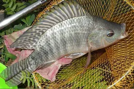 野钓大罗非最佳时段到来，菜板非不是梦，攻略及经验分享图片