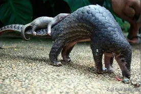 重大发现：云南首次拍到野生马来穿山甲！濒临灭绝的穿山甲出现了图片