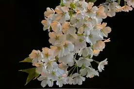 时 指时辰，古时一天分|2个时辰,采用地支作为时辰名称！图片