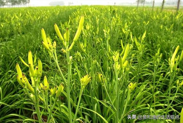 踏春必备“百草图”之三，身边那些有价值的野草，你能认识几种？