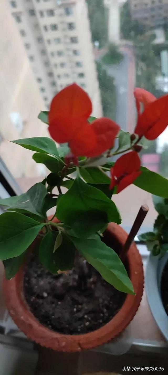 我的电脑情结，我是如何学会五笔打字的