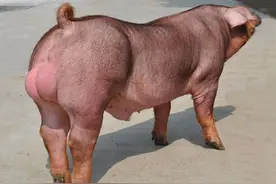 种公猪你真正了解它吗？图片