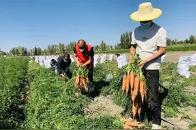 米东区：胡萝卜丰收 村民采摘忙图片