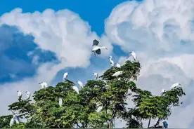 如果一座城一首歌，湛江会是哪首？图片