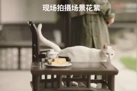 于正毒猫事件反转！回顾荧幕上的动物结局，真是一个比一个心酸图片