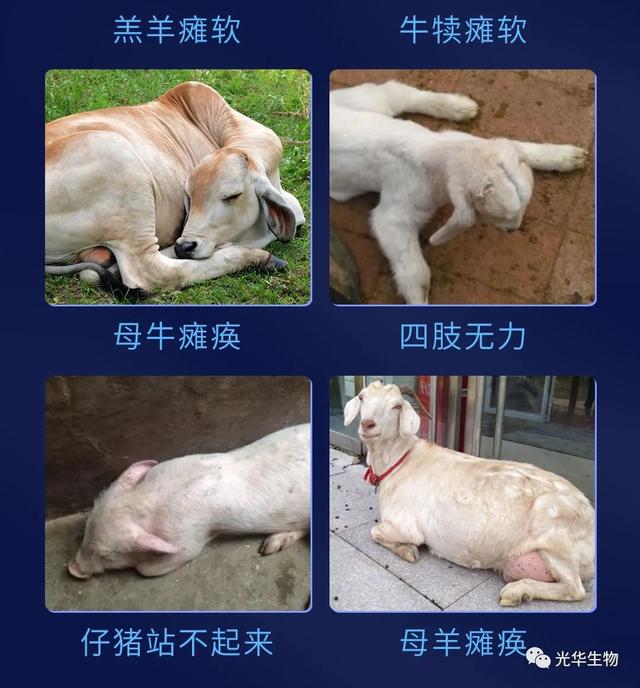 全身软瘫、卧地不起，2-5天死亡！这个方法成功率99%！软瘫不再愁