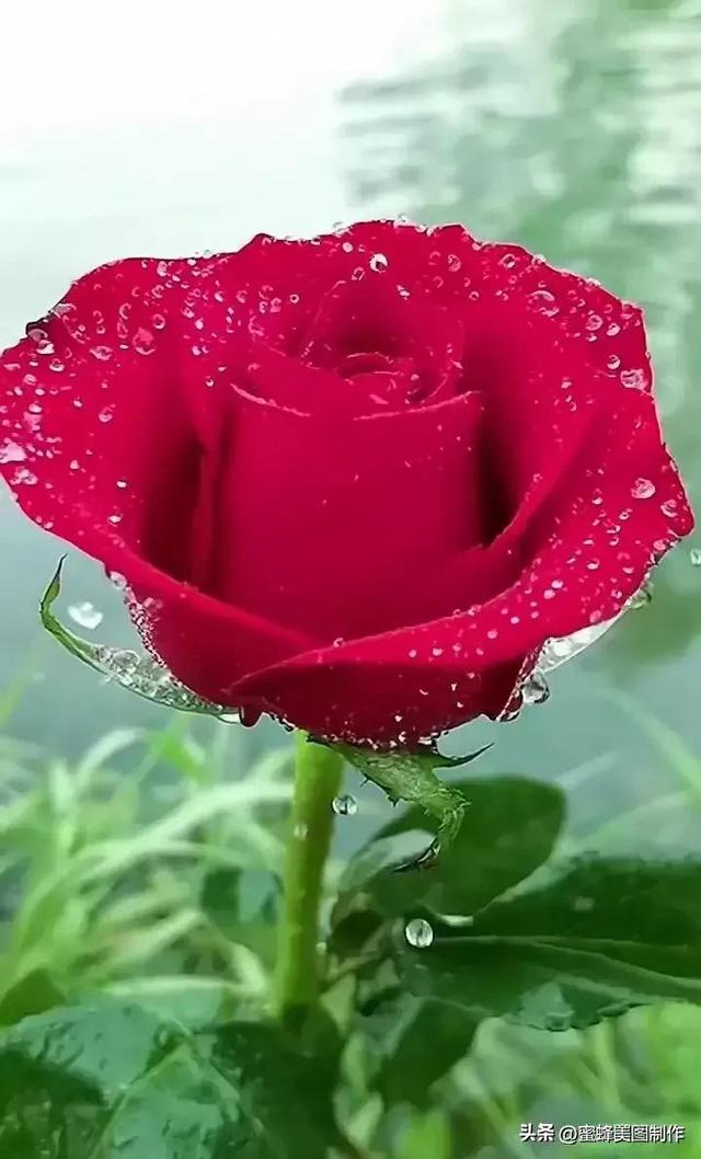 玫红色的玫瑰,艳丽高贵优雅.祝看到这些花的朋友,七夕情人节快乐!