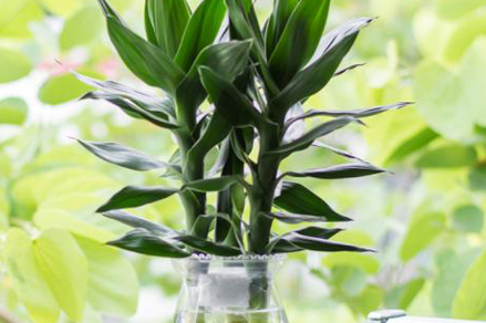 观音竹如何养殖怎么养观音竹（非常适合家庭养殖的观音竹盆栽）