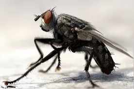 苍蝇为什么总喜欢“搓手”？还会把头拧下来玩？还能再安回去么？图片