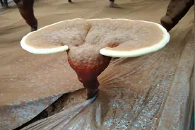 抗癌能吃灵芝孢子粉吗？被捧上天的2种保健品，就是在坑钱图片