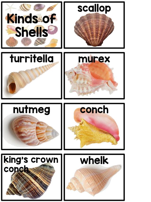 Сѧ̽ϵ֮ڱǵ׻زİ