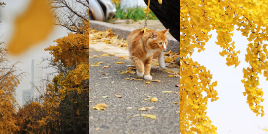 一组实景大片引热议，青岛魅力再出圈