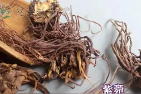 每天学习一味中药——紫菀图片
