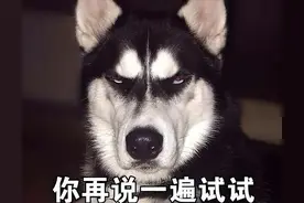 哈士奇知道自己这么“二”吗？这些图片，真的笑喷了图片