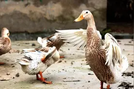 2000年，浙江10万“鸭兵”远赴新疆灭蝗虫，结果如何？图片