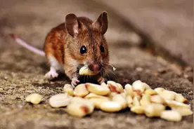 老鼠最怕的三种克星，老鼠怎么消灭最有效的办法！图片