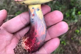 炒野生菌见手青图片