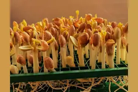 浪漫潇忆芽苗菜之三图片