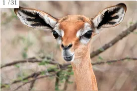 世界上最奇怪的30种动物图片