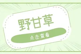 野甘草：冰糖草~图片
