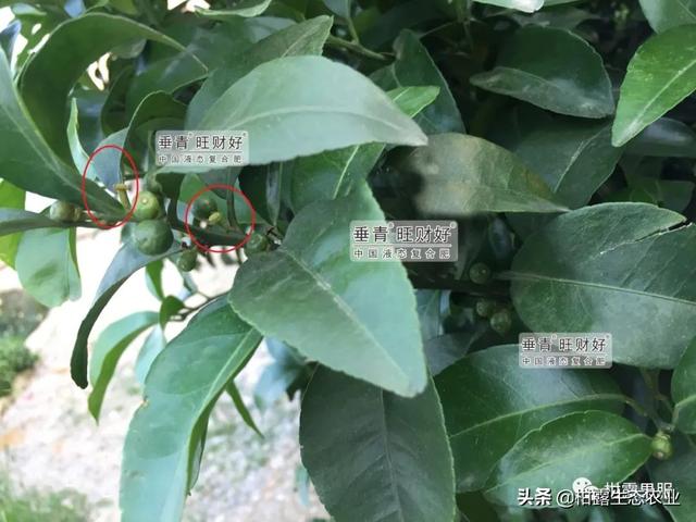 干货来啦！不同柑橘品种的一保药剂方案分享