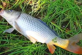 为什么新挖的池塘不久后会有鱼？鱼是从哪里来的？答案来了图片