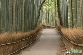 用不同类型的植物篱笆营造别具一格的花园风情图片